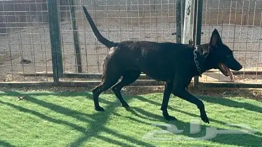 ذكر مالينو شهرين ونص شربوني 8