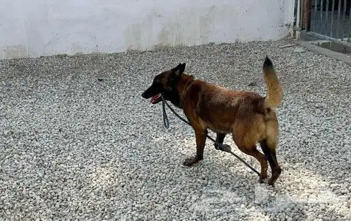 ذكر مالينو شهرين ونص شربوني 4