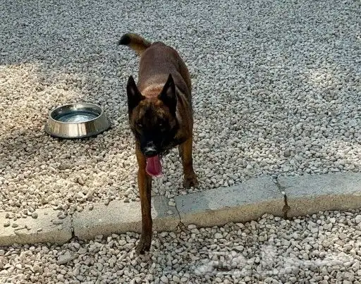 ذكر مالينو شهرين ونص شربوني 3