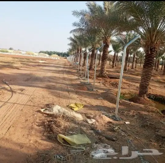 تنفيذ اعمال شبوك المزارع والاراضي البيضاء وزراعت النخيل العر 1