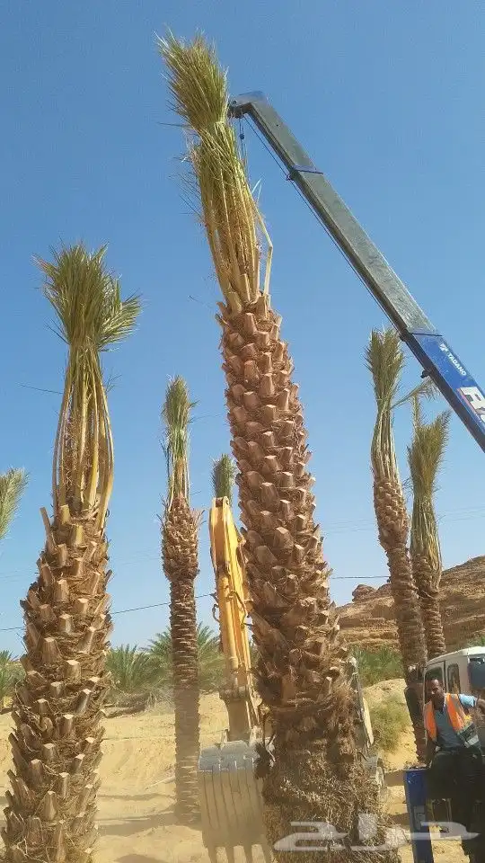 كرين ونش إيجار شهري يومي 5طن الونش دخل وخرج تبوك 0