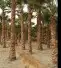 نقوم بتوريد انخيل وزرعته الوشنطني والعربي مقسات حلوه بجميع ا 6