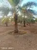 نقوم بتوريد انخيل وزرعته الوشنطني والعربي مقسات حلوه بجميع ا 7