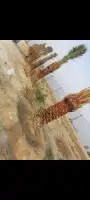نقوم بشغال انواع النخيل عربي وشنطني قلع وغرس وتوريد 6