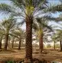 نقوم بتوريد انخيل وزرعته الوشنطني والعربي مقسات حلوه بجميع ا 4