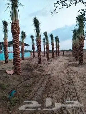 يوجد لدينا أنواع الشجرة والزيتون النخيل عربي وشنطني الزينه 8
