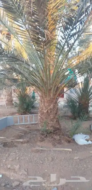 يوجد لدينا أنواع الشجرة والزيتون النخيل عربي وشنطني الزينه 1