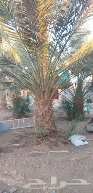 يوجد لدينا أنواع الشجرة والزيتون النخيل عربي وشنطني الزينه 6
