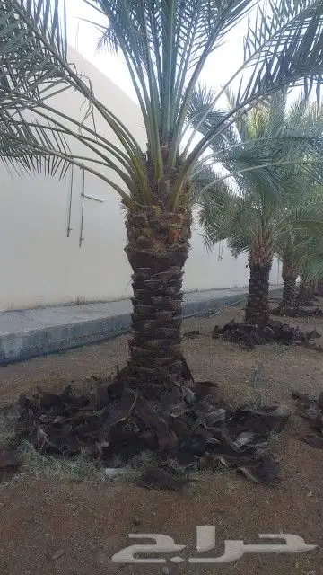 يوجد لدينا أنواع الشجرة والزيتون النخيل عربي وشنطني الزينه 3