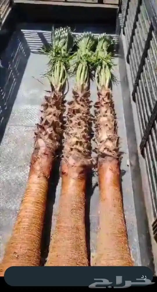 مقاول شبوك وسياج حديدي وتوريد نخيل وبنا تراثي 3