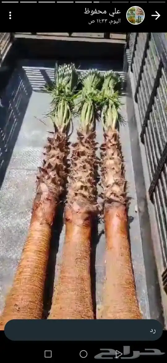 مقاول شبوك وسياج حديدي وتوريد نخيل وبنا تراثي 4