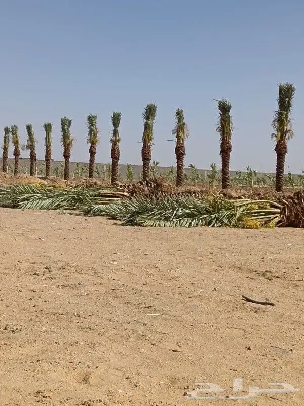 يوجد لدينا أنواع الشجرة والزيتون النخيل عربي وشنطني الزينه 9