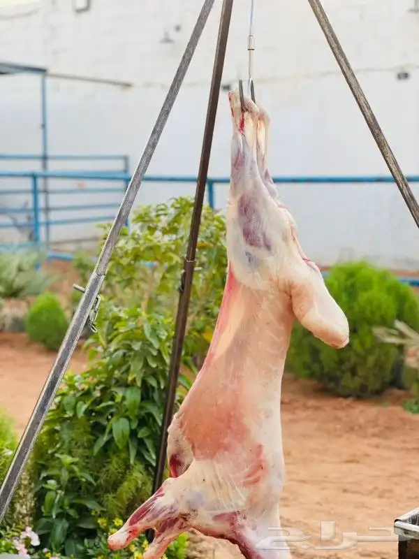 معلم مشويات 3