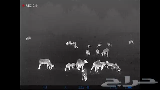 درابيل حراريه ليليه تركب ع السلاح ويدوي يوضح 4 كيلو في الليل 24