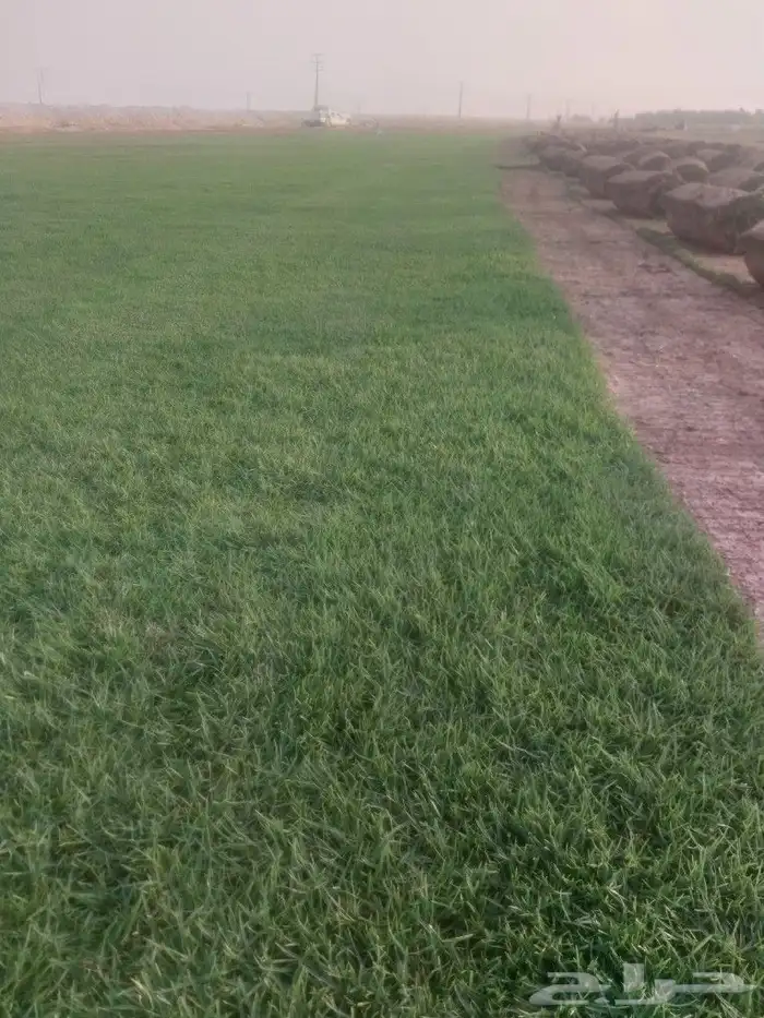 لجميع انواع الثيل الطبيعي درجة أولى 1