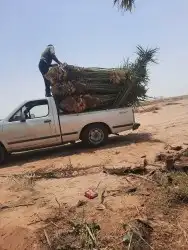 يوجد لدينا جميع انواع النخيل المثمره وازينه 6