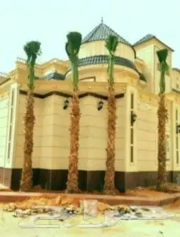 يوجد لدينا جميع انواع النخيل المثمره وازينه 5