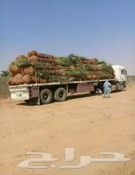 يوجد لدينا جميع انواع النخيل المثمره وازينه 3