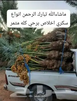يوجد لدينا جميع انواع النخيل المثمره وازينه 4