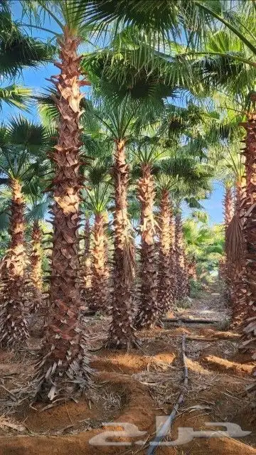 نخيل بجميع انواعه ومقاساته 3