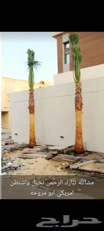 نخيل بجميع انواعه ومقاساته 4