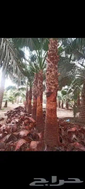 نخيل بجميع انواعه ومقاساته 7