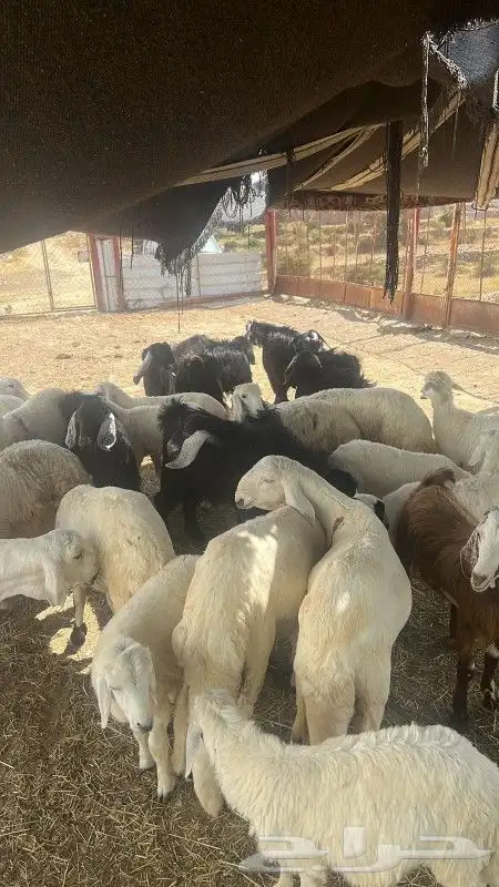 النماص تنومة حلباء يوجدخرفان سواكني وتيوس عوارض سمان ونظيفة 9
