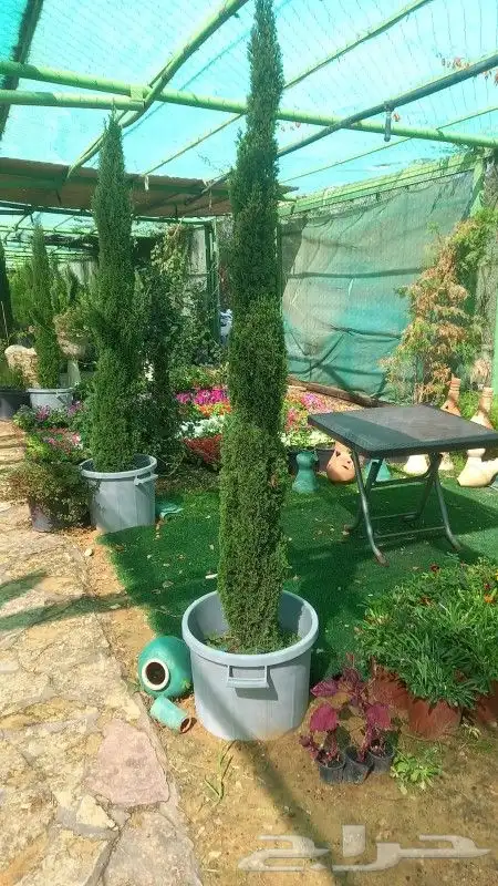 تنسيق ولحديق والفلال والقصور وزرعته الشوارع مع الصينه 3