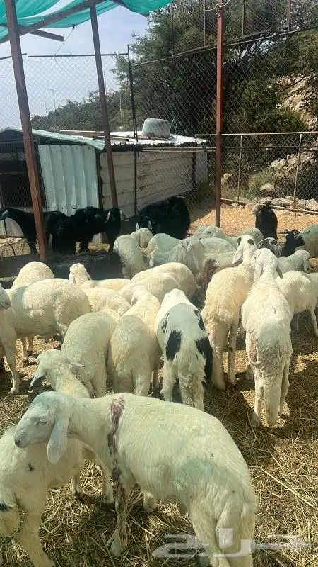 النماص تنومة حلباء يوجدخرفان سواكني وتيوس عوارض سمان ونظيفة 8