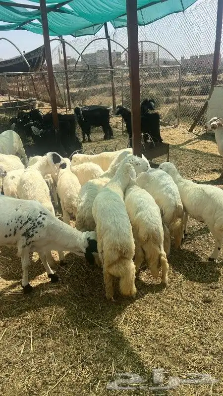 النماص تنومة حلباء يوجدخرفان سواكني وتيوس عوارض سمان ونظيفة 10