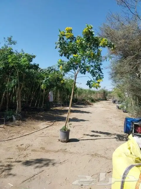 تنسيق ولحديق والفلال والقصور وزرعته الشوارع مع الصينه 5