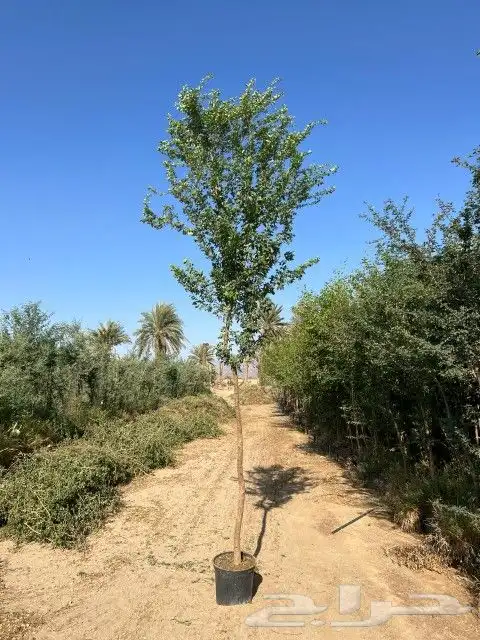 تنسيق ولحديق والفلال والقصور وزرعته الشوارع مع الصينه 6