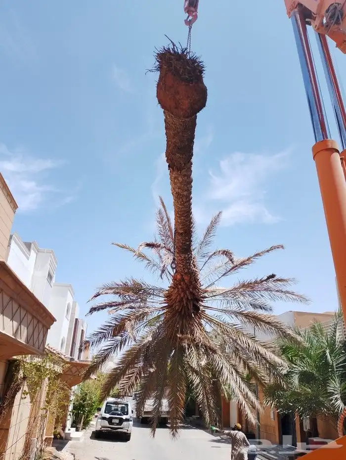 تنسيق ولحديق والفلال والقصور وزرعته الشوارع مع الصينه 2