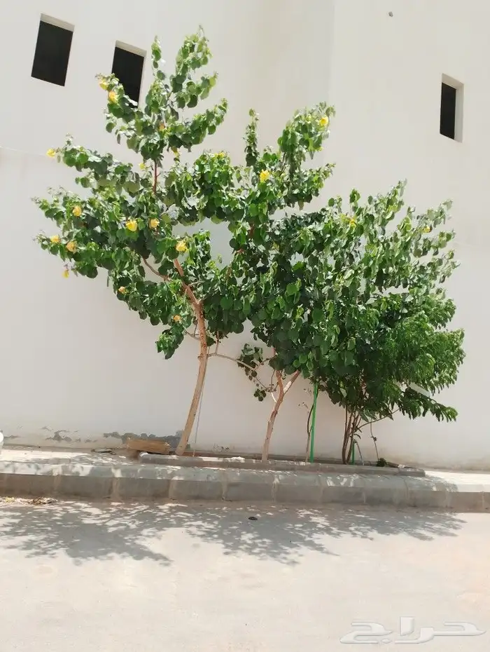 تنسيق ولحديق والفلال والقصور وزرعته الشوارع مع الصينه 8