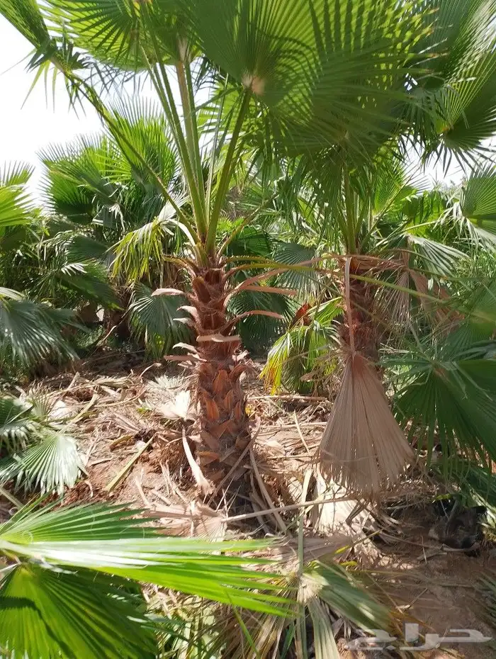 تنسيق ولحديق والفلال والقصور وزرعته الشوارع مع الصينه 4