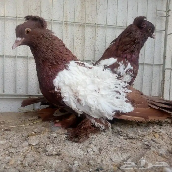 زوج مفتل عكس تم البيع 0