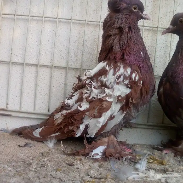 زوج مفتل عكس تم البيع 5