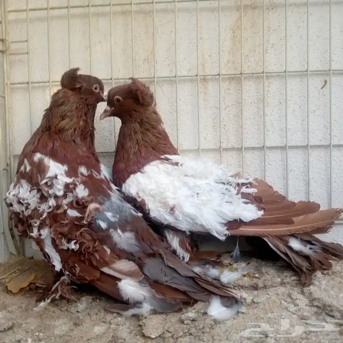 زوج مفتل عكس تم البيع 6