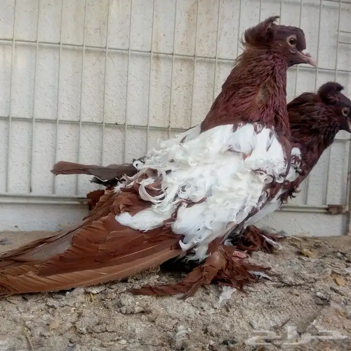 زوج مفتل عكس تم البيع 2