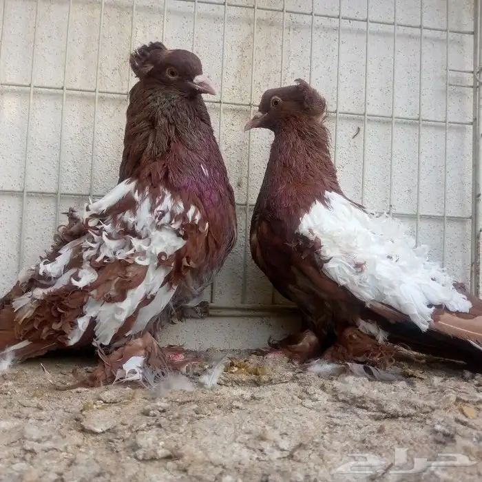 زوج مفتل عكس تم البيع 1