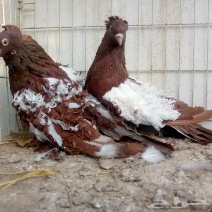 زوج مفتل عكس تم البيع 3