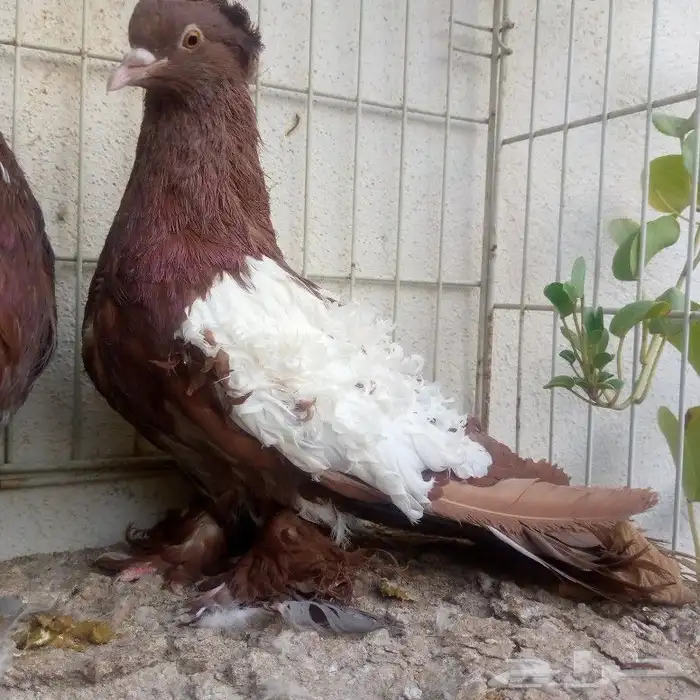 زوج مفتل عكس تم البيع 4