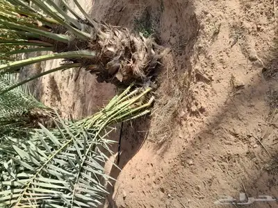 جميع انواع الفسايل الطيبه 7