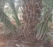فسايل صقعي مجدوله فنخا سلطانه برحي سكري خلاص مسكاني 5