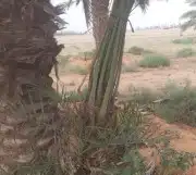 فسايل صقعي مجدوله فنخا سلطانه برحي سكري خلاص مسكاني 4