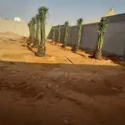 فسايل صقعي مجدوله فنخا سلطانه برحي سكري خلاص مسكاني 6