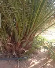 فسايل صقعي مجدوله فنخا سلطانه برحي سكري خلاص مسكاني 2