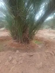 فسايل صقعي مجدوله فنخا سلطانه برحي سكري خلاص مسكاني 0