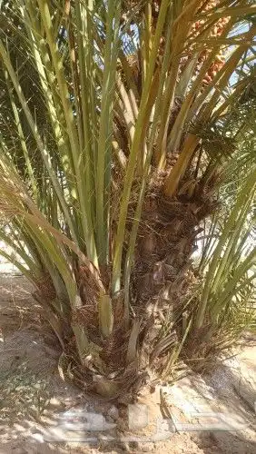 فسايل صقعي مجدوله فنخا سلطانه برحي سكري خلاص مسكاني 8