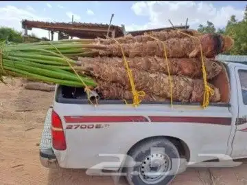 واشنطن زينه 5